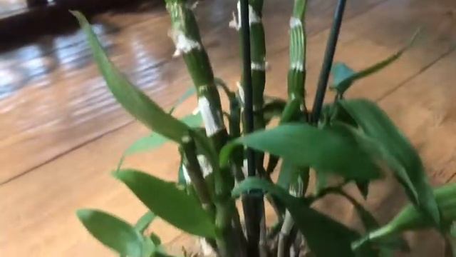 An orchid tour смотреть онлайн