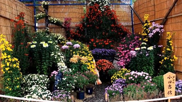 Fukuyama Chrysanthemum Exhibition смотреть онлайн