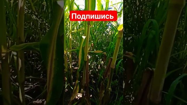 кукуруза в Германии 14.08.2023 #claas #johndeere #трактора #украина #ферма #fendt #traktor смотреть онлайн