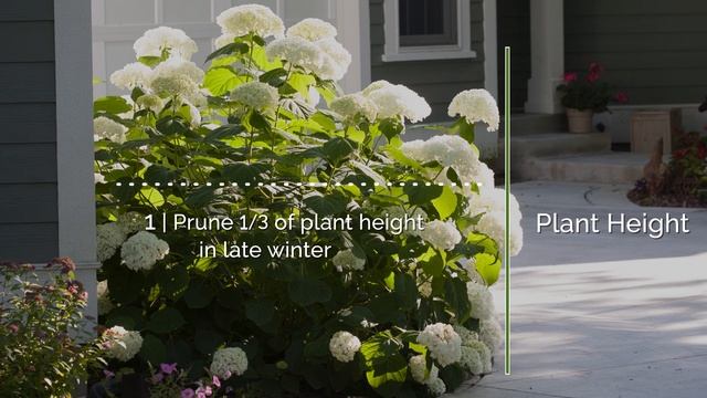 The Easy Way to Prune Incrediball® Hydrangea смотреть онлайн