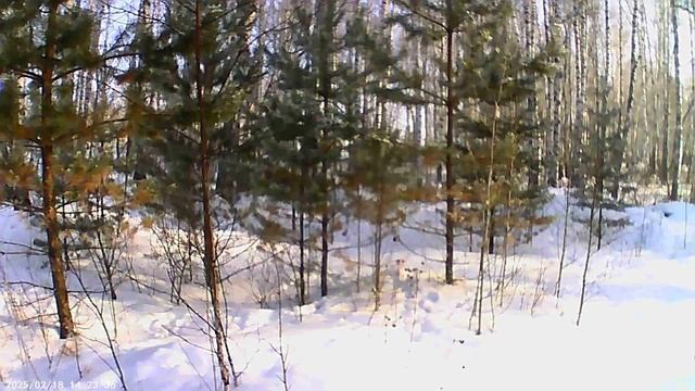 Очередная прогулка по зимнему лесу смотреть онлайн