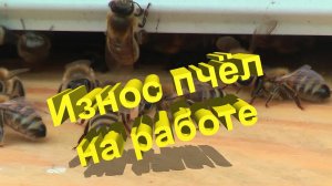 Износ пчёл на медосборе: скрытые опасности. Разбор профессора Кашковского