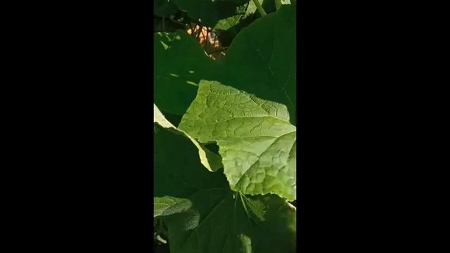 Формирование огурцов в парнике смотреть онлайн