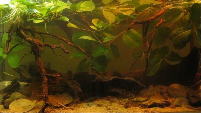 Waterlogged forest pond in the territory of the Pacaya-Samiria National Reserve, Peru, 120 L смотреть онлайн