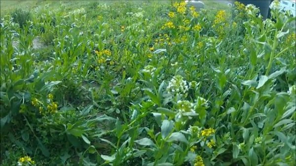 Edible plants part 9 Wintergreen and Field Pennycress.wmv