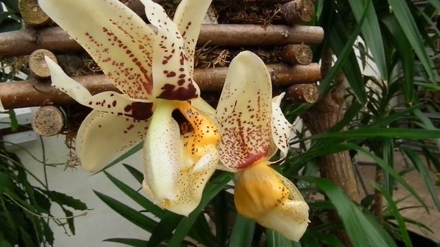 stanhopea hernandezii смотреть онлайн