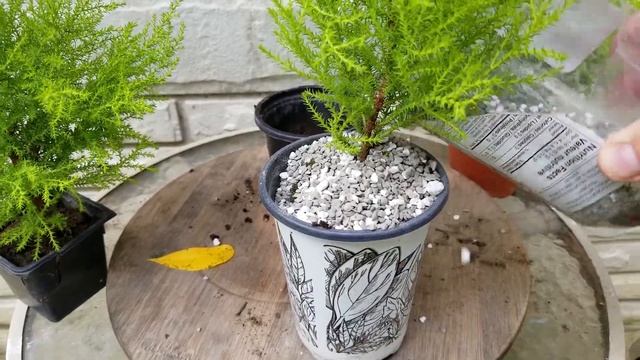 Lemon Cypress Pre Bonsai Winter Prep смотреть онлайн