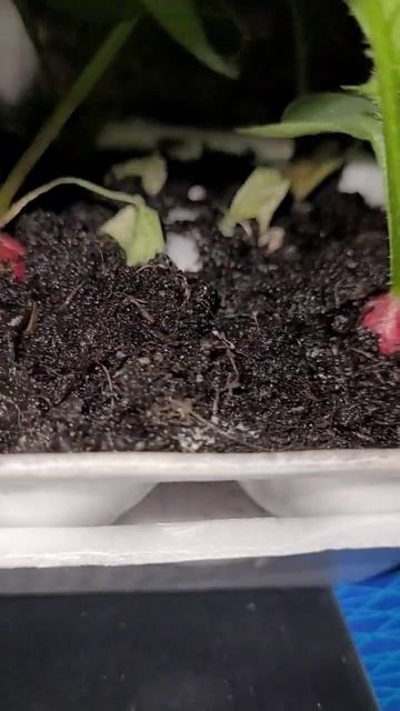 редис на подоконнике . смотреть онлайн