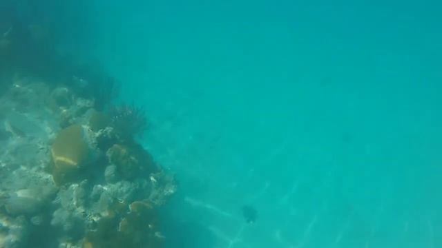 Bermuda Snorkeling Day 2