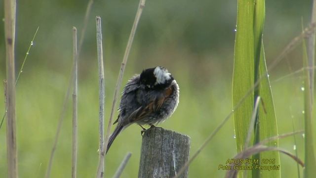 SÄVSPARV Common Reed Bunting (Emberiza schoeniclus) Klipp - 1516 смотреть онлайн