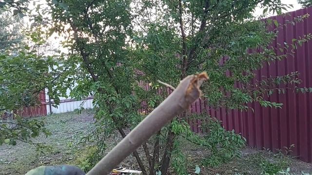 VLOG||Осенняя обрезка сливы и смородины/зимние заготовки смотреть онлайн