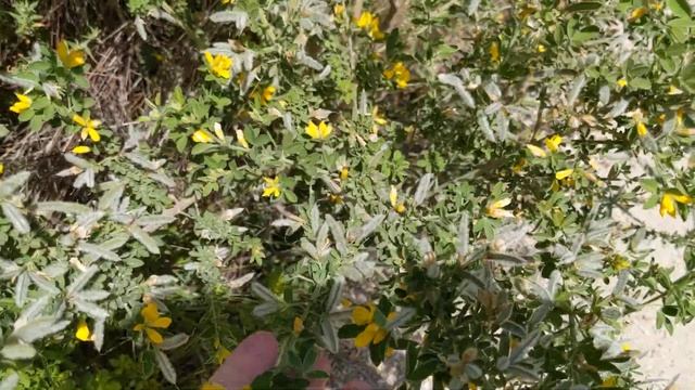 Genista, what is it? What do I look for? Pull up and out including the roots! смотреть онлайн