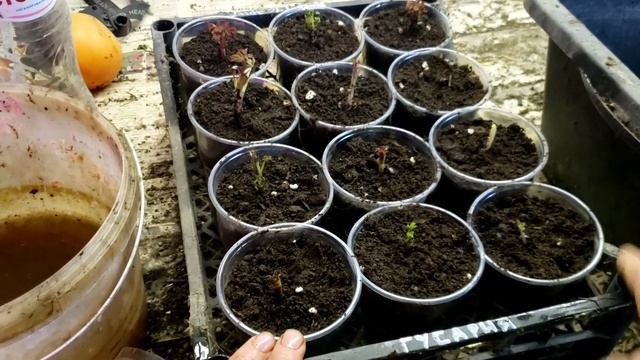 Малина сорт Гусария. Размножение весной. смотреть онлайн