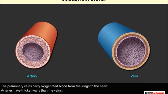 Transportation in Plants and Animals | Class 7 смотреть онлайн