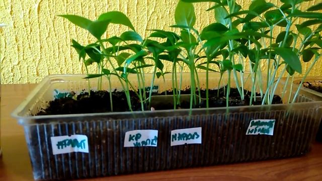 Пикируем перец 10.03.2019 смотреть онлайн