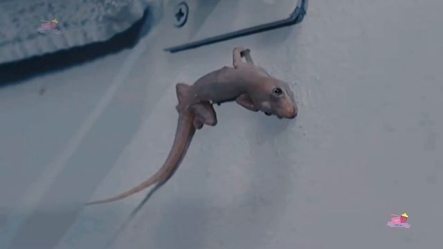 Mook & Lun┃PRAOMOOK┃PARTE 3 FINAL смотреть онлайн