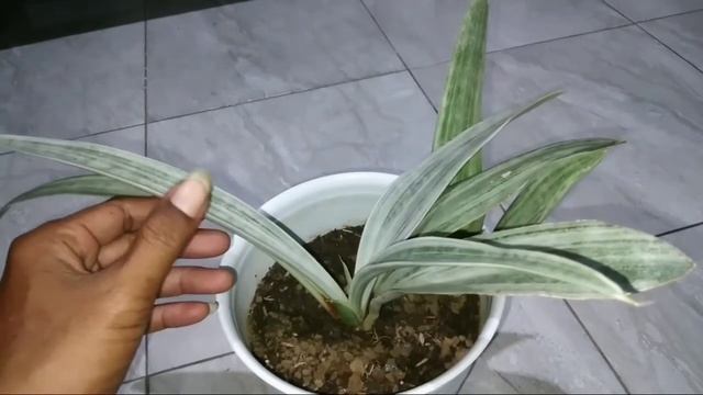 Sansevieria Metalica Manolin || Sansivieria Silver Siam