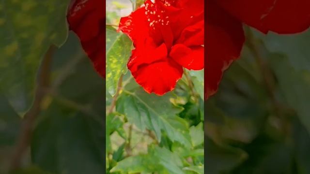 Red flowers 🌹 Taipei Taiwan 🇹🇼/#taiwan #trending#shortvideo#shortvideo #viral #viralvideo#flowers смотреть онлайн