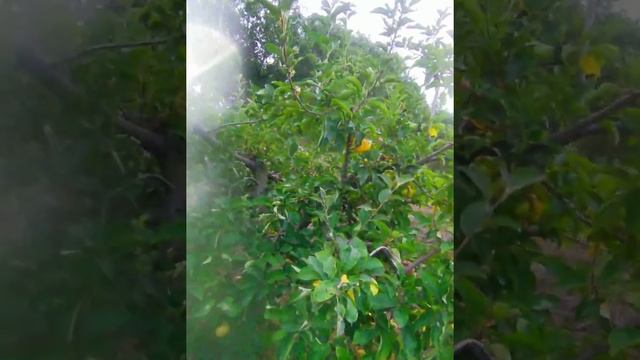 Не гламурная кухня!!! 03.08.2021г. Прогулка по яблоневому саду... смотреть онлайн
