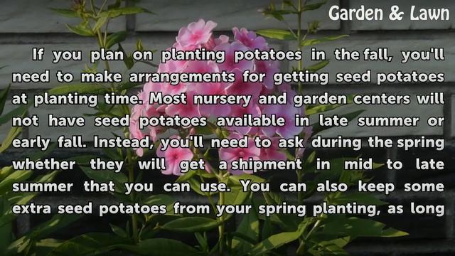 When Should I Plant Fall Potatoes? смотреть онлайн