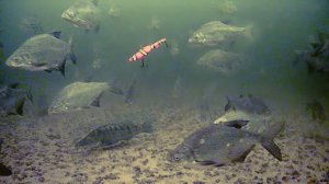 И ТУТ Я ОФИГЕЛ! ОПУСТИЛ ВИБ В ЛУНКУ С ТЫСЯЧЕЙ РЫБ! РЫБАЛКА СО ЛЬДА НА ВОЛГЕ