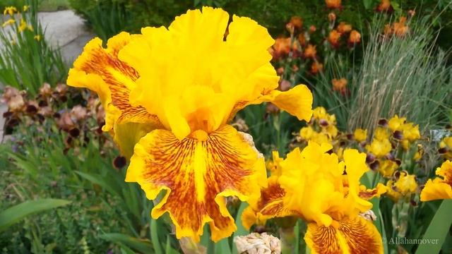 Ирисы. Ганноверский батанический сад. Май 2019 смотреть онлайн