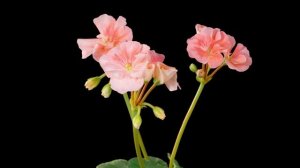 Коллекция красивых цветов. Цветочный таймлапс. Видео 4K UHD.