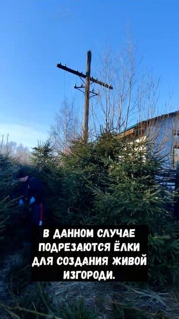 Как обрезать ёлку для пушистости ?) Создание живой изгороди #shorts смотреть онлайн