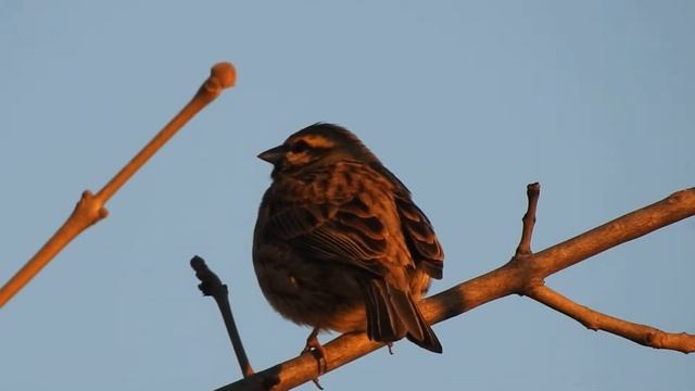 Crnogrla strnadica, Emberiza cirlus, Cirl Bunting, Crna Gora , Montenegro Danilovgrad смотреть онлайн