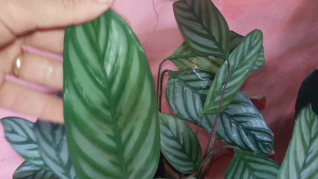 5 plantas coloridas no tom de roxo смотреть онлайн