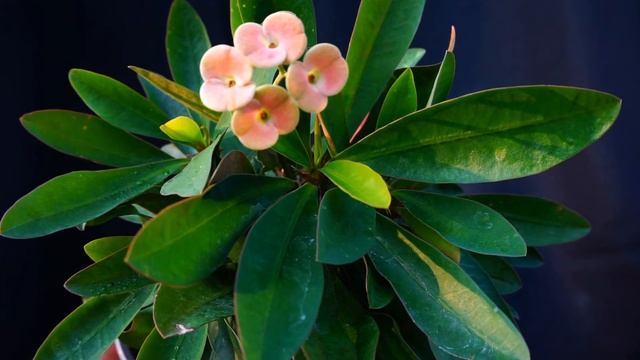 Euphorbia milii - Kronos - Crown Of Thorns смотреть онлайн