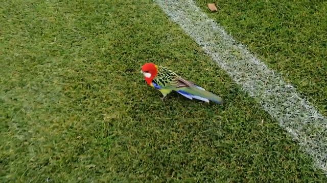 Wild Playful Rosella смотреть онлайн