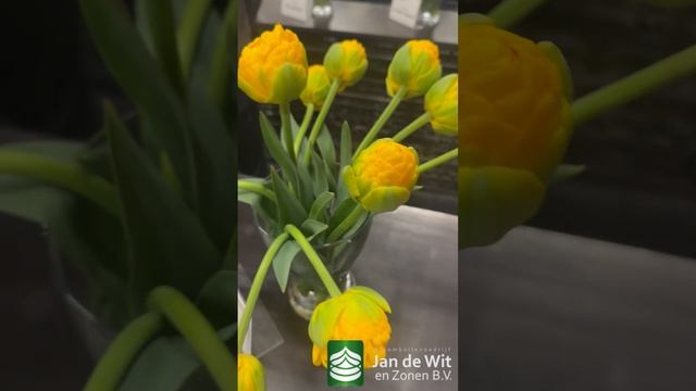 Our Tulip Show Continues | Tulip Exhibition | Hand Picked | Exporter | Jan De Wit En Zonen