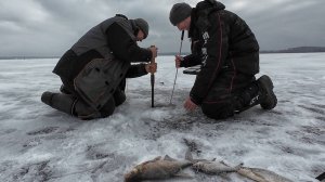 Таких еще не ловил зимой. Рыбалка на Рузе в феврале..