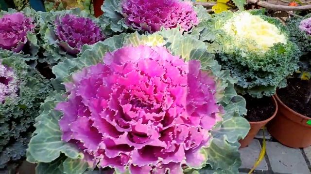 Капуста может быть красивой!🥬Cabbage can be beautiful! смотреть онлайн