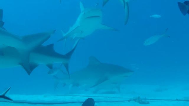 Bull Shark Dives November 2016 смотреть онлайн