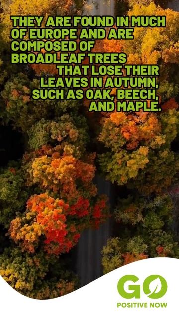 52 deciduous forests смотреть онлайн