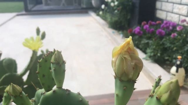 KAYNANA DİLİ ÇİÇEK AÇTI 🌵🌵🌵 смотреть онлайн