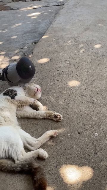 сплю никого не трогаю смотреть онлайн