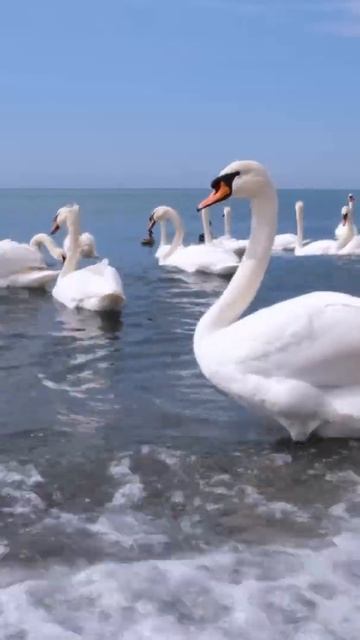 Красивая музыка для души Сергей Грищук🌿 Красивая мелодия до слёз🌿 Музыка, лечащая сердце и сосуды смотреть онлайн