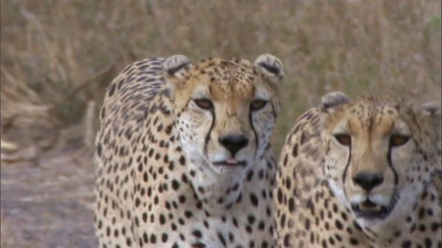 Life BluRay BBC 1080p x264 H@M sample смотреть онлайн