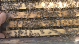 Матки Бакфаст