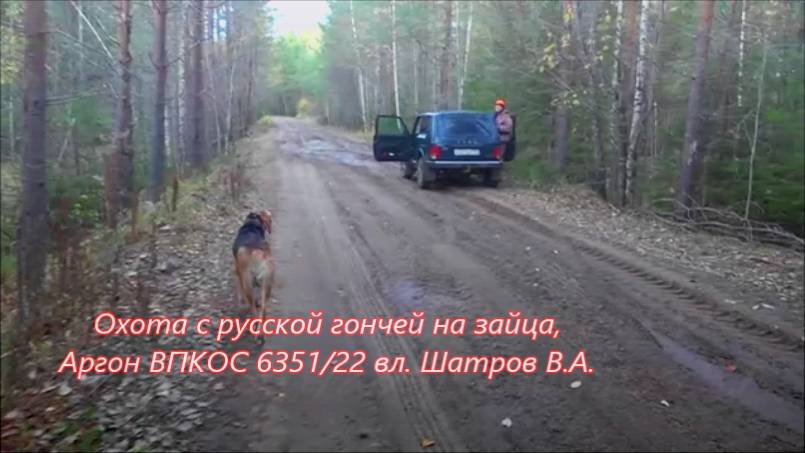 Охота с русской гончей на зайца, Аргон ВПКОС 6351/22 вл. Шатров В.А.#охотасгончей#соб#топ#hunting смотреть онлайн