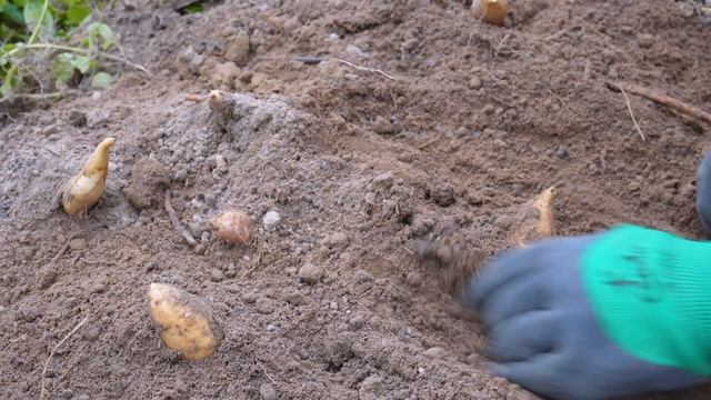 Harvest sweet potatoes смотреть онлайн