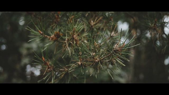 Teaser - Alexey & Rimma (Forest) смотреть онлайн