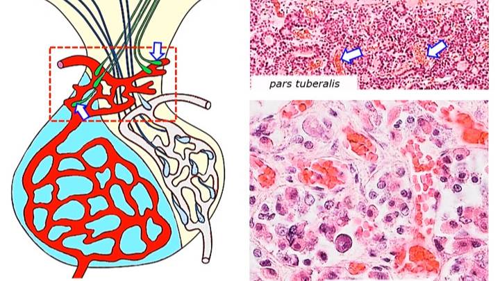 Сазонов С.В. Лекция по гистологии №16. Эндокринная система - Центральное звено