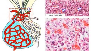 Сазонов С.В. Лекция по гистологии №16. Эндокринная система - Центральное звено
