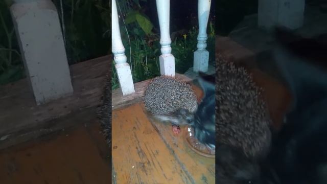 Ёжик и котик едят рядом смотреть онлайн