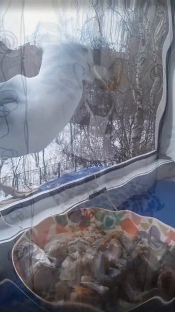 Удивительные животные !!!! #кошки #приколы #собаки смотреть онлайн
