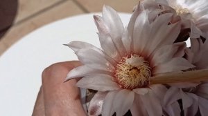 Кактус Гимнокалициум звёздчатый. Gymnocalycium stellatum.